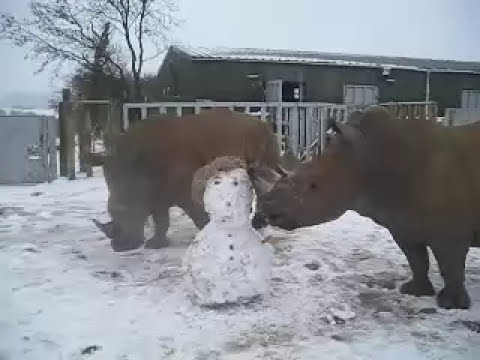 Click to play video