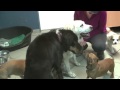 Thysie - 11 jähige Labrador Hündin
