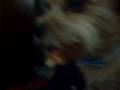 fun at home with the dogs