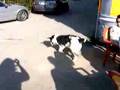 video play search amazing mejores en in the