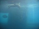 Sea Lion Sea Lion