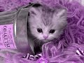 Smail