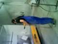 pulverei