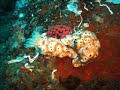 Plong�e � Lembeh -  Sulawesi