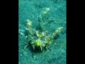 Plongée à Lembeh -  Sulawesi