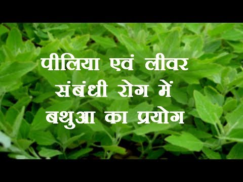 Ayurvedic Benefits of Bathua for Jaundice & Liver 