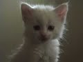 かわいい猫動画