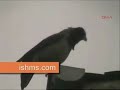 bird saing god name after rain