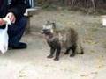 Tanuki in Okayama