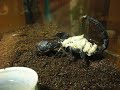9 New Scorplings