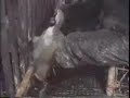 Gourmet Cruelty: Force-Feeding