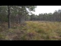 Norwegian marsh