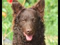 Dog\