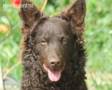 dog barking non stop