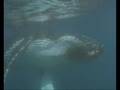 Love Cetaceans