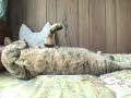 tsuneo is sleeping with a pillow 2