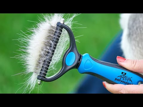 Top 5 Best Cat Grooming Tools in 2022 [Review & Buying Guide] - Make Your Selection