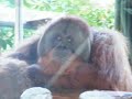 Toronto Zoo Sumatran Orangutan