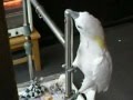 Parrot doing funny thing