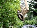 De Bonte Specht in mijn tuin