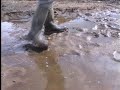 wadloper wadloper