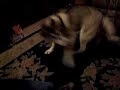 Husky chasing its tail Husky chasing its tail