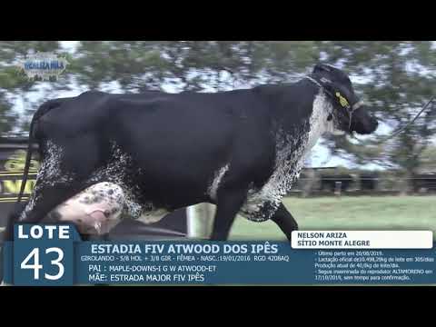 LOTE 43 - ESTADIA FIV ATWOOD -