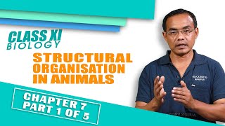 Chapter 7 part 1 of 5 - Structural Organisation in Animal