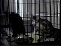 St. Maarten Cat Rescue at Merrick and Roslyn-Greenvale Veterinary Groups St. Maarten Cat Rescue at Merrick and Roslyn-Greenvale Veterinary Groups