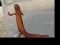 Red-Spotted Newt