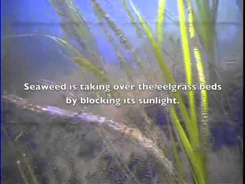 how to control eelgrass