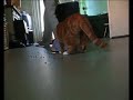 vacuum cat pica