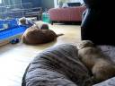 Daintree Duck Tollers- Curry being playful with Chai and Vindaloo