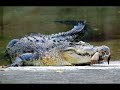 saltwater croc