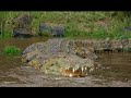 saltwater croc