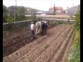 ARANDO LAS PATATAS