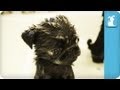 80 Seconds Of Precious Pug Puppies In A Tub