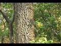 videos de How to ID Diospyros virginiana