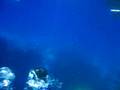 Red Sea, Sharm El Sheikh, Egypt #3