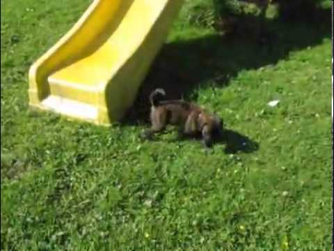 Dreamfield Mastiffs-Family raised brindle-SOLD