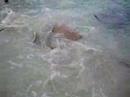 Stingrays Feeding