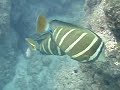 Sailfin Tangs & Unicorn Fish - Hanauma Bay(Oahu)