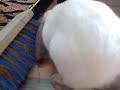 Lapin qui vient quand on l\ Lapin qui vient quand on l\