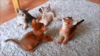 Abyssinian Kitten playing - 7 weeks old