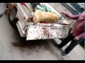 أسد يهاجم قوات الشرطة في محاولة لضبط 