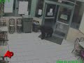 Caught on Tape: 'Beary' Hungry Customer