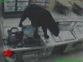 Caught on Tape: 'Beary' Hungry Customer