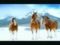 caballos tirandose bolas de nieves!!!!!!!!!