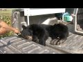 Black bear shot by sheriff