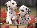 Dogs and Puppies Dogs and Puppies